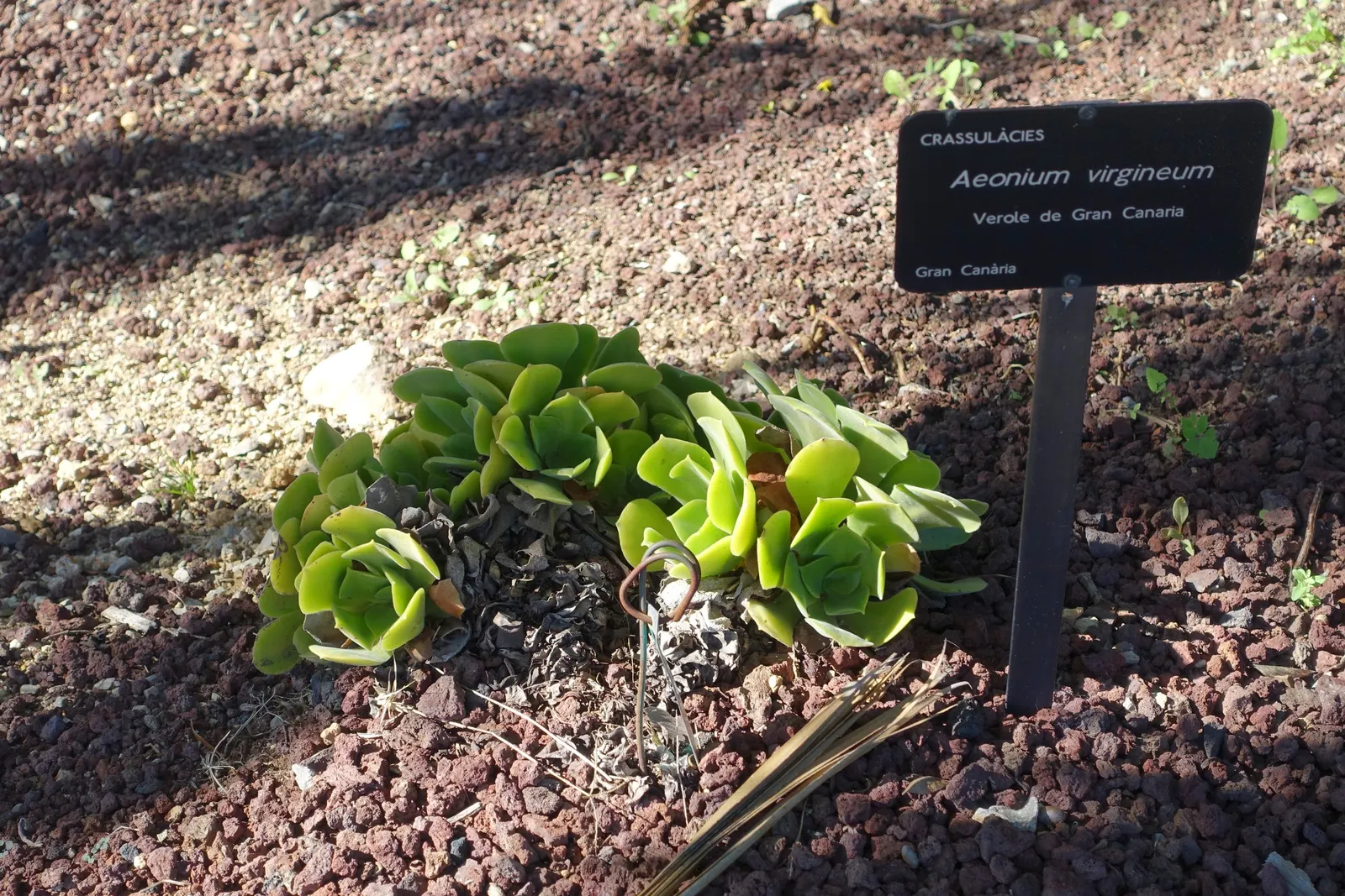 Giant Velvet Rose (Aeonium Canariense) — velvety leaves arranged in rosettes