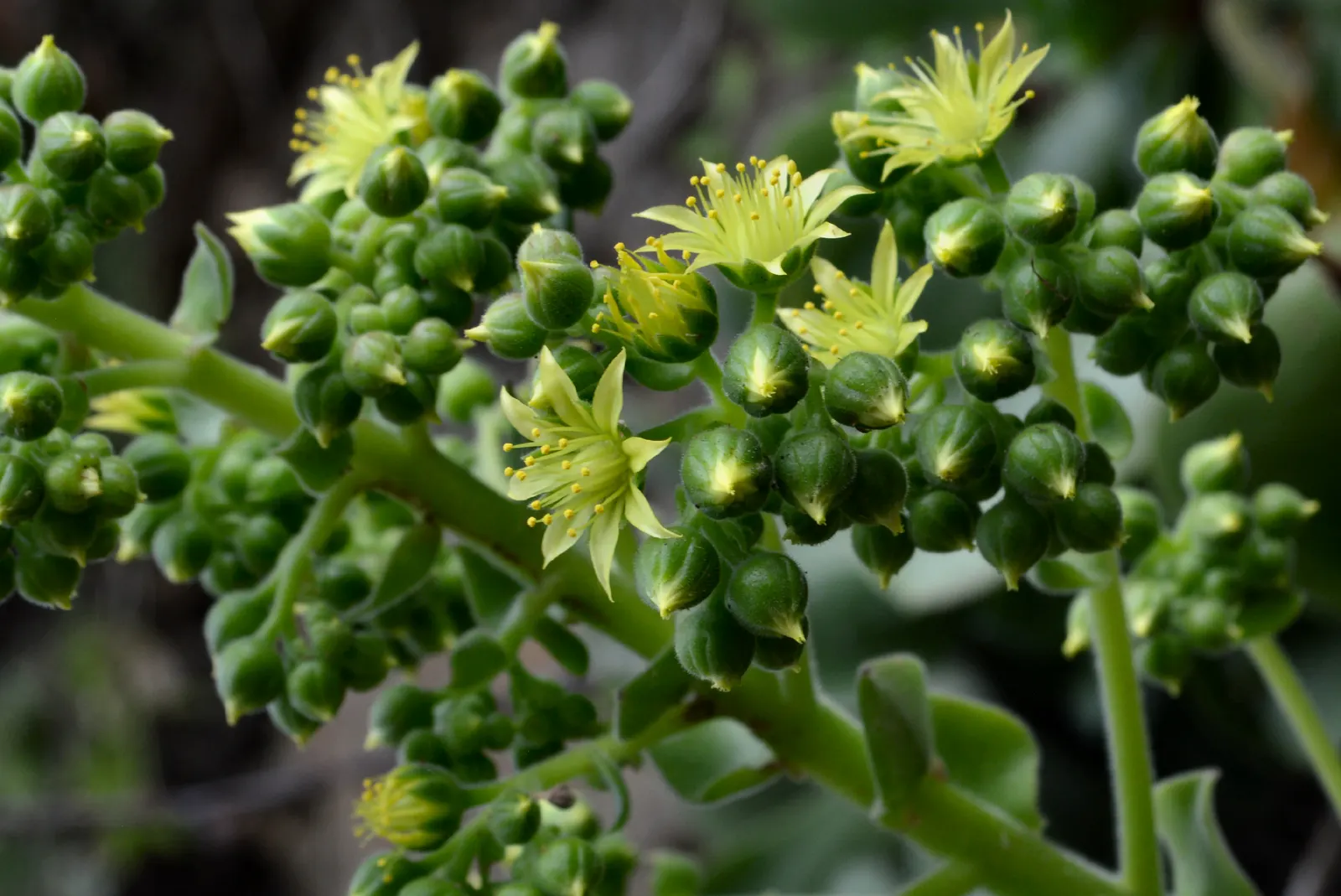 Giant Velvet Rose (Aeonium Canariense) — often reaching up to 12 to 18 inches in diameter