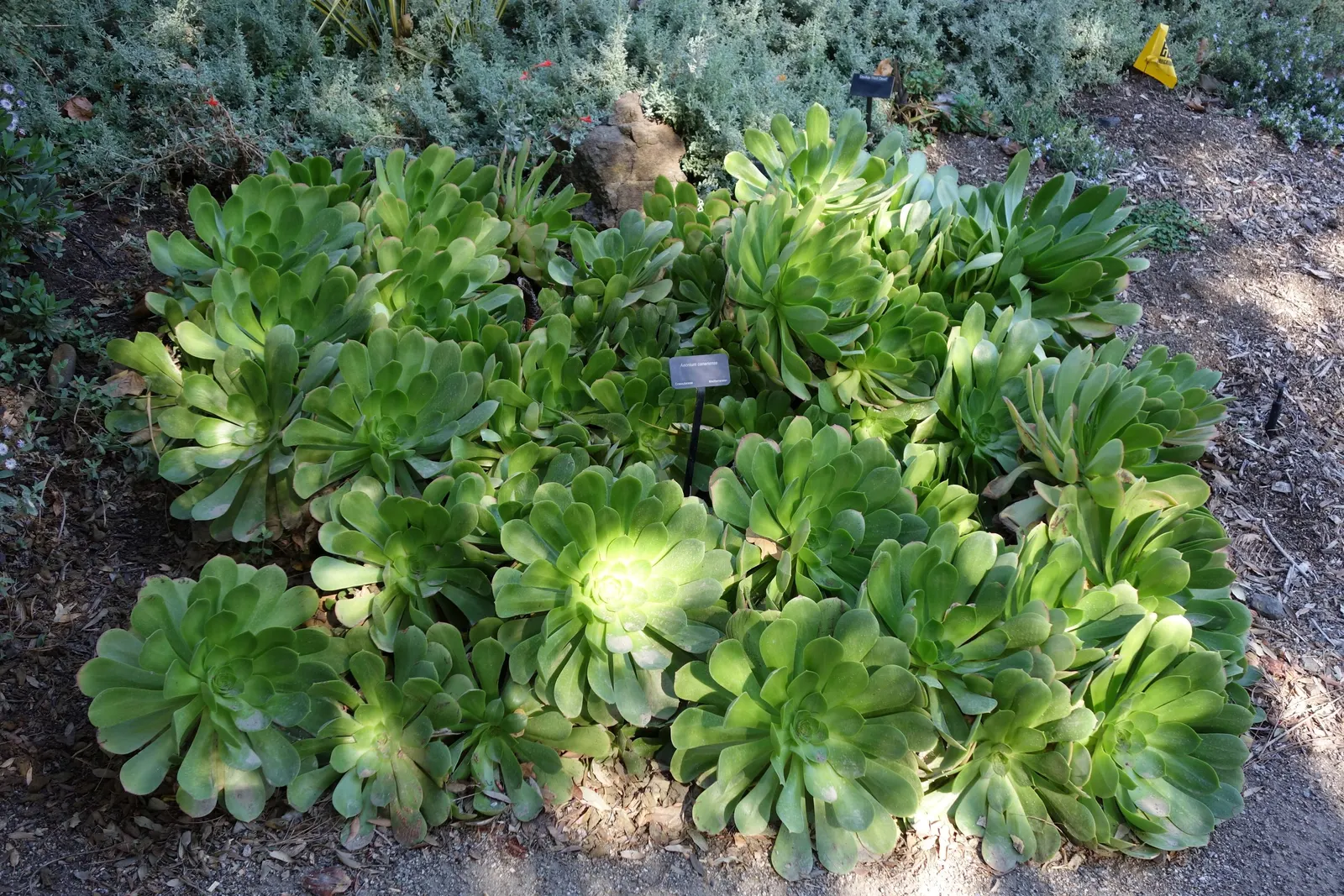 Giant Velvet Rose (Aeonium Canariense) — attracting pollinators to the garden.<br><br>When incorporating the Aeonium canariense into a client's garden