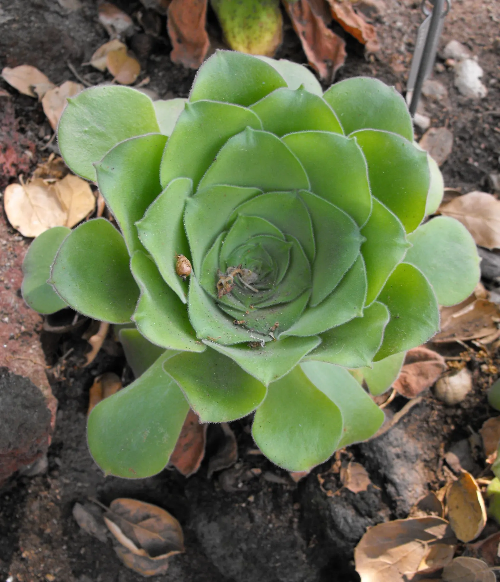 Giant Velvet Rose (Aeonium Canariense) — the plant adds a touch of exotic elegance to any landscape design; the plant favors full sun to partial shade and can