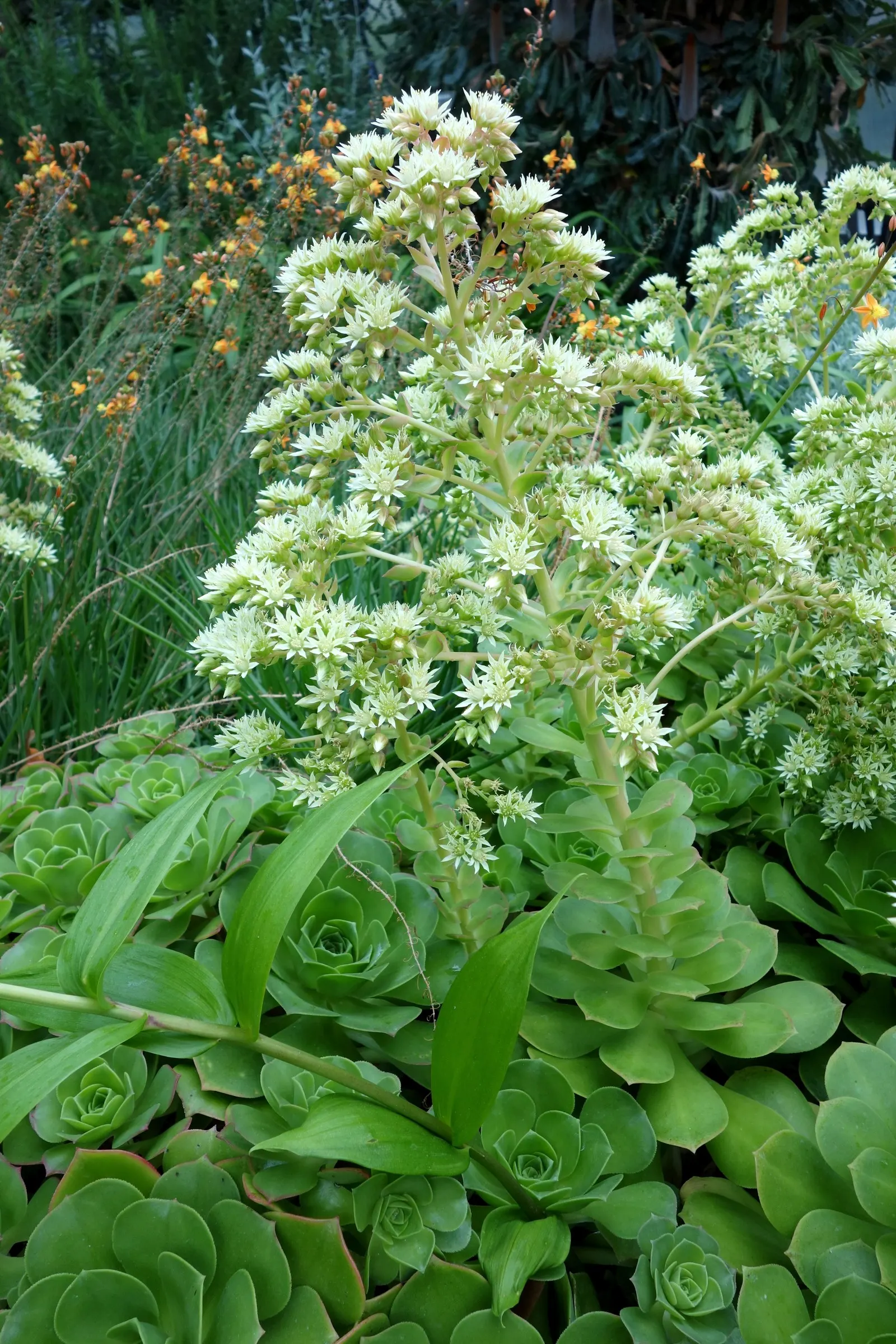 Giant Velvet Rose (Aeonium Canariense) — This Giant Velvet Rose is also known to bloom in late spring to early summer