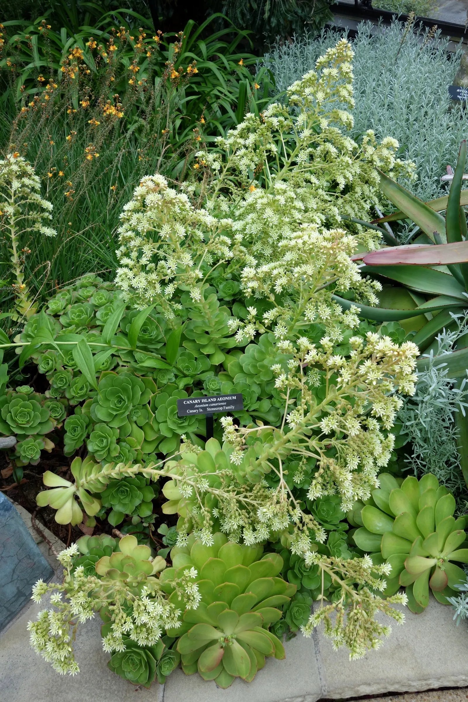 Giant Velvet Rose (Aeonium Canariense) — displaying cone-shaped clusters of small yellow flowers atop long stems