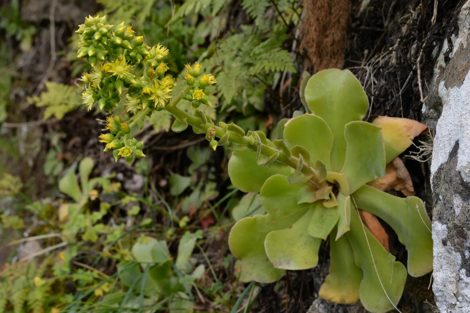 Giant Velvet Rose (Aeonium Canariense) — commonly dubbed the Giant Velvet Rose