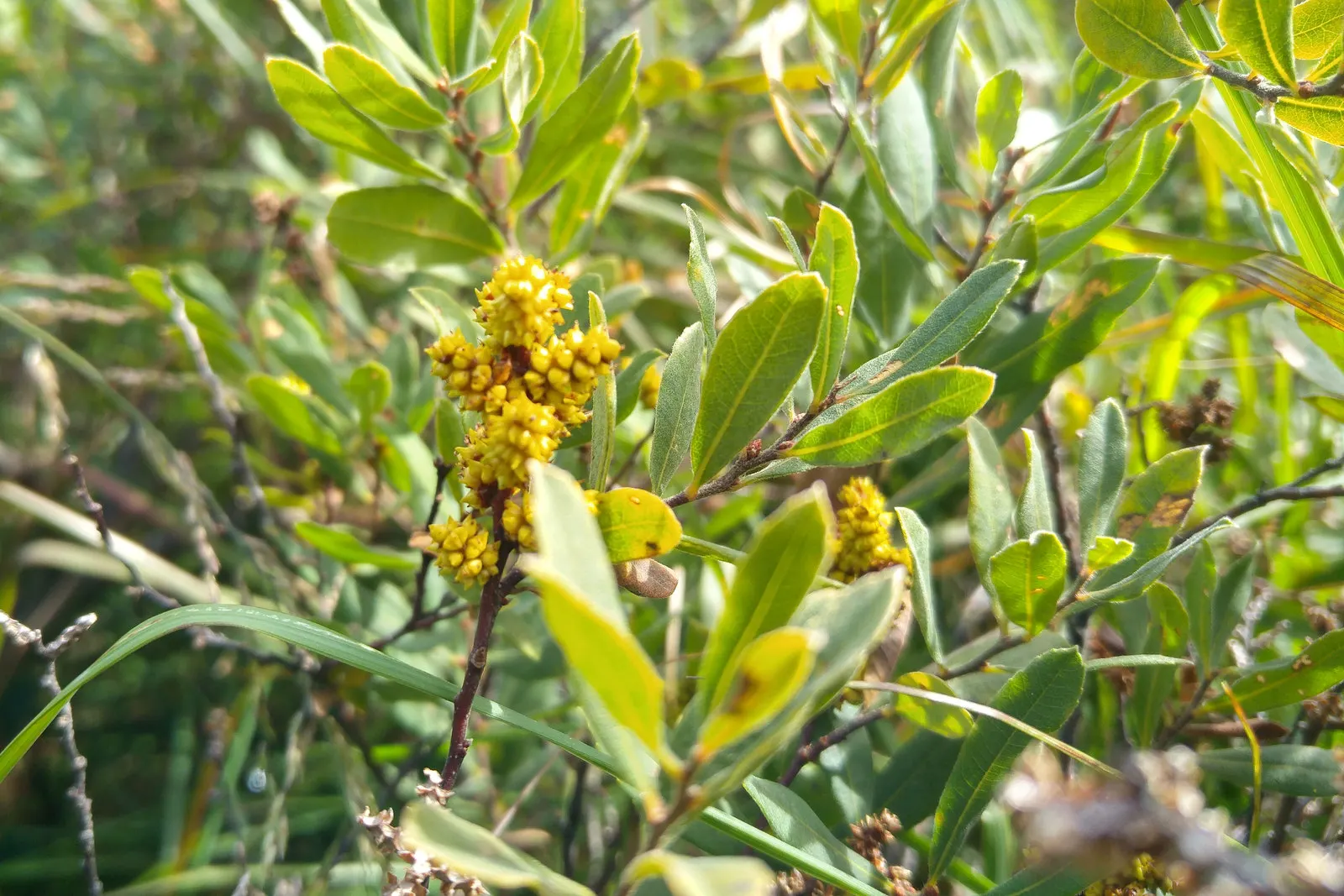 Heath Myrtle (Baeckea Virgata) — This shrub thrives in USDA Hardiness Zones 8-11