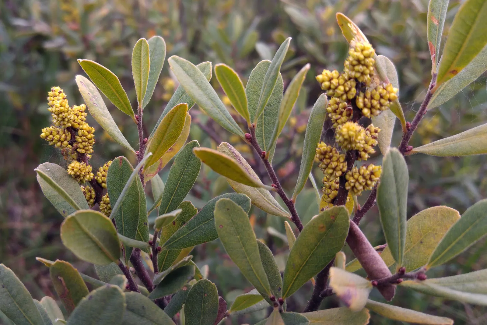 Heath Myrtle (Baeckea Virgata) — Its dense, fine texture makes it ideal for hedges or topiary