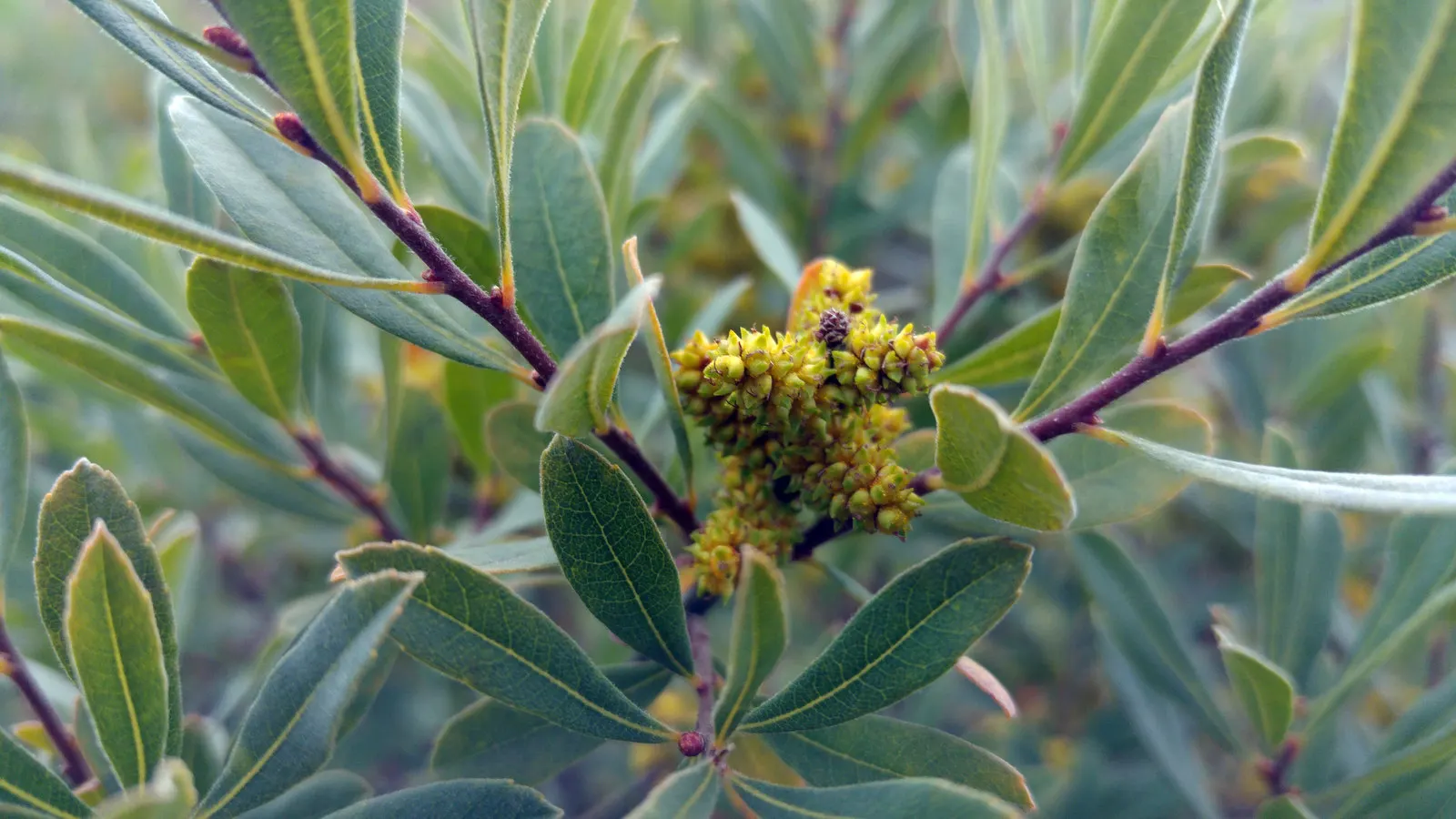 Heath Myrtle (Baeckea Virgata) — the Heath Myrtle produces a prolific display of tiny