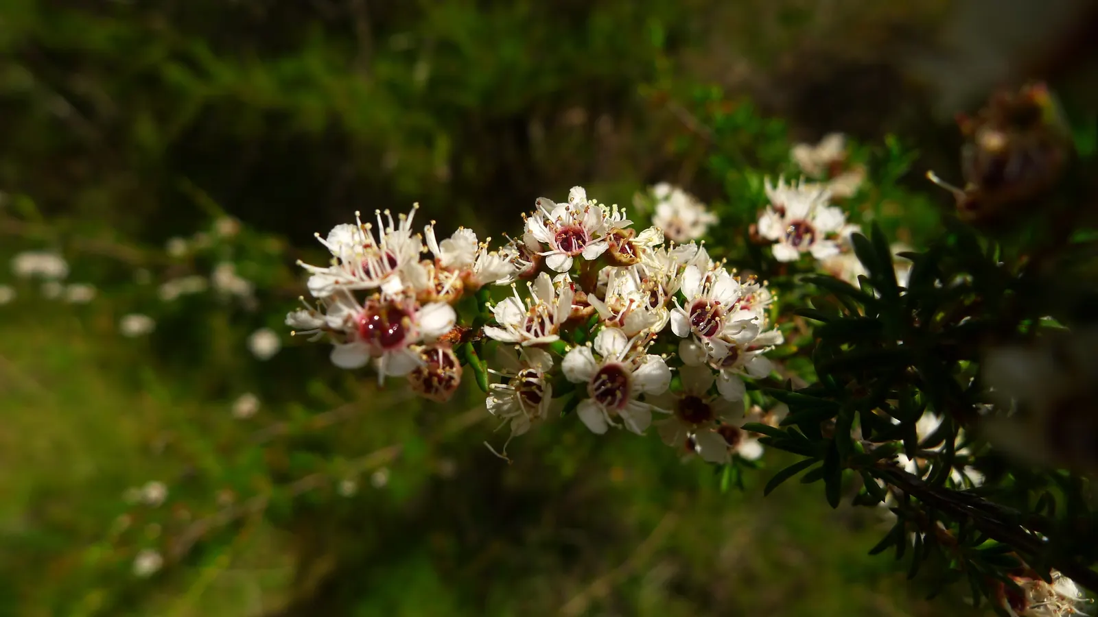 Heath Myrtle (Baeckea Virgata) — These flowers are not only visually appealing but also attract pollinators