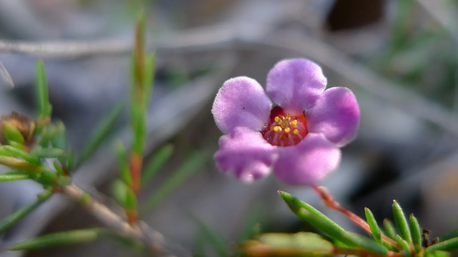 Heath Myrtle (Baeckea Virgata) — is a versatile and ornamental shrub well-suited for adding texture and subtlety to the landscape