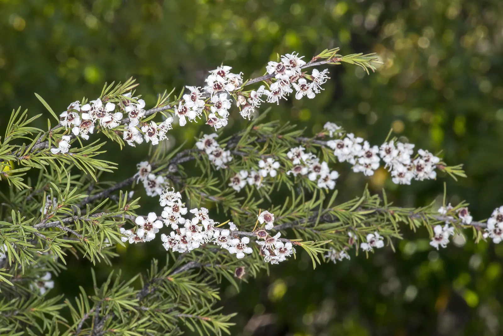 Heath Myrtle (Baeckea Virgata) — This hardy plant thrives in well-drained soil and full sun to partial shade