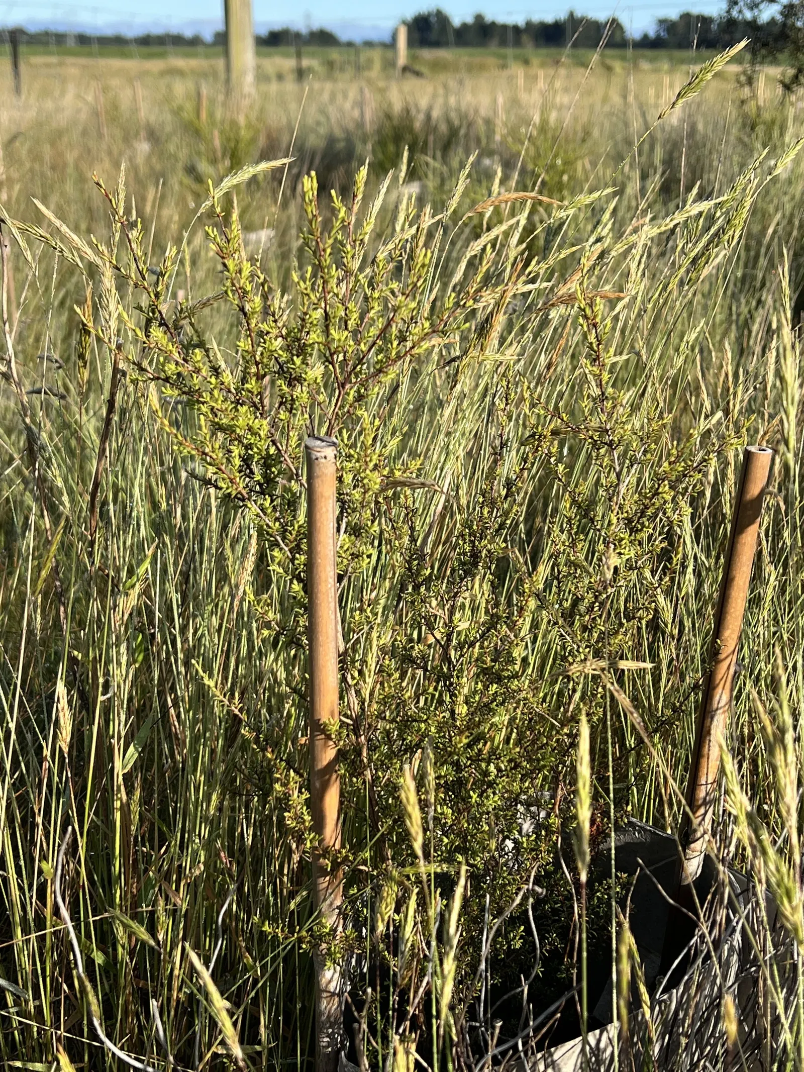 Heath Myrtle (Baeckea Virgata) — It exhibits needle-like leaves and bears petite white flowers during summer