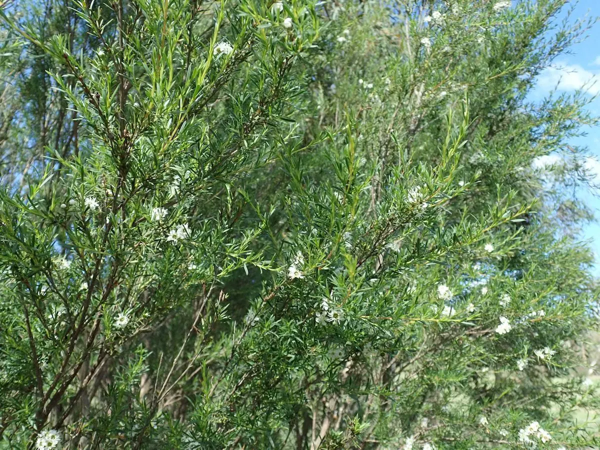 Heath Myrtle (Baeckea Virgata) — white flowers that create a striking contrast against the dark foliage
