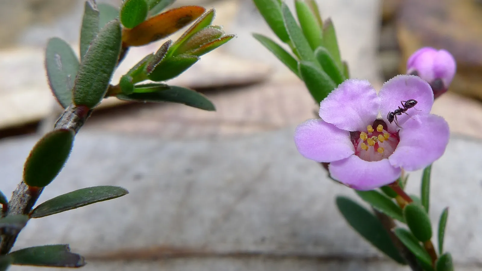 Heath Myrtle (Baeckea Virgata) — scientifically referred to as Baeckea virgata