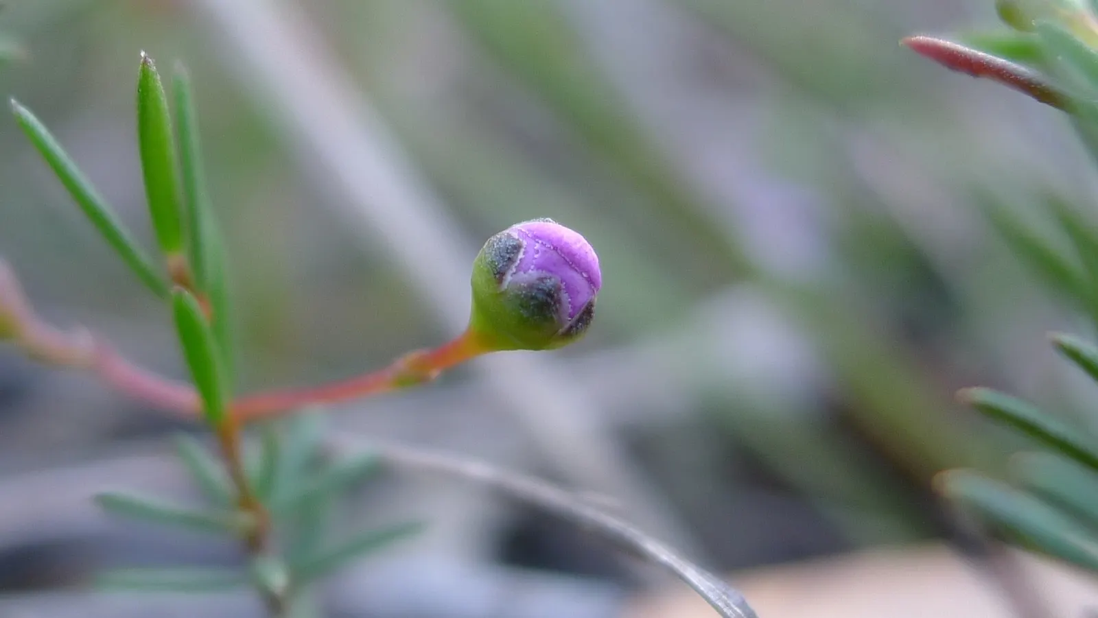 Heath Myrtle (Baeckea Virgata) — The leaves are typically a vibrant green hue and exude a light