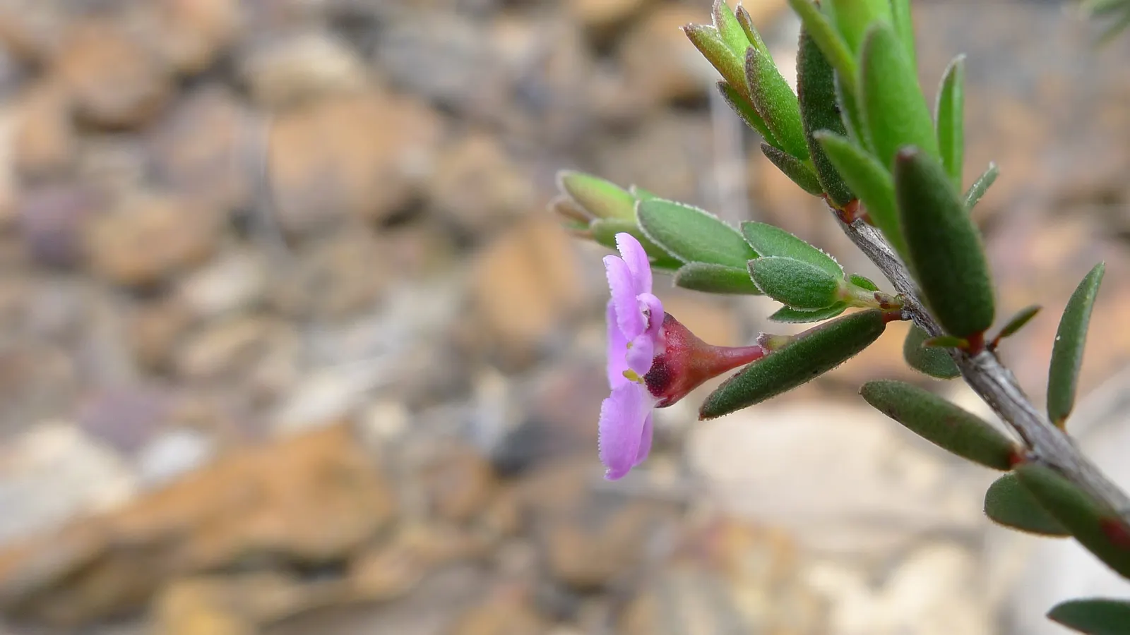 Heath Myrtle (Baeckea Virgata) — Heath Myrtle (Baeckea virgata) is an evergreen shrub reaching heights up to 6 feet, with a similar spread