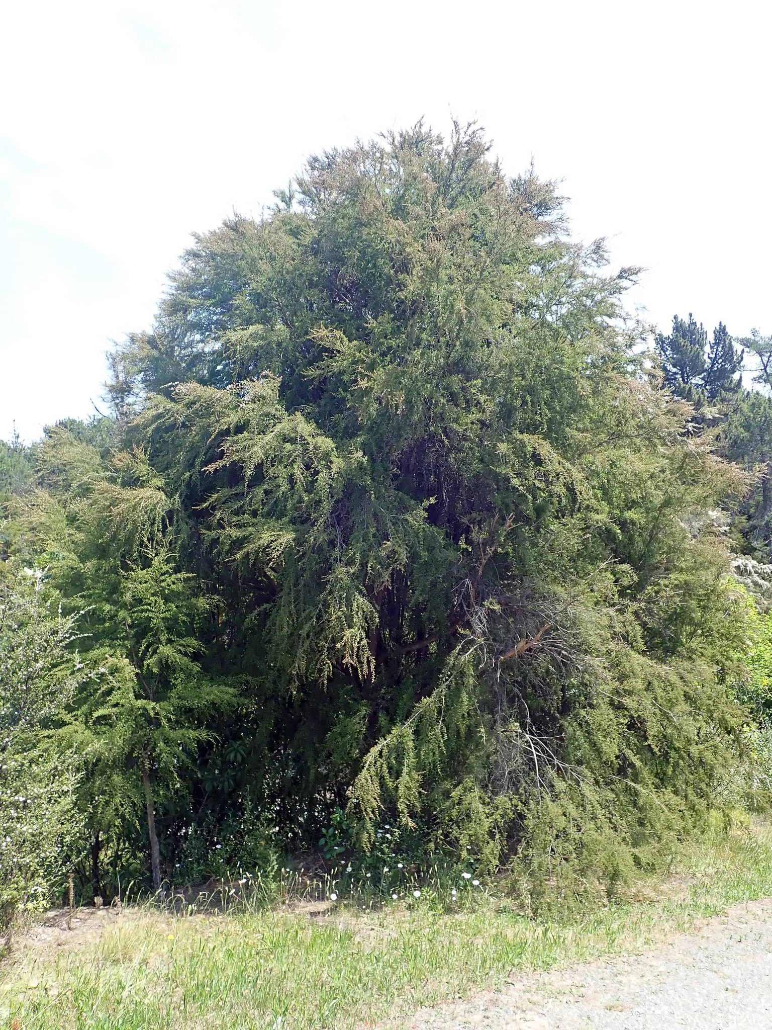 Heath Myrtle (Baeckea Virgata) — which promotes dense foliage and an abundance of flowering.<br><br>From late spring to mid-summer