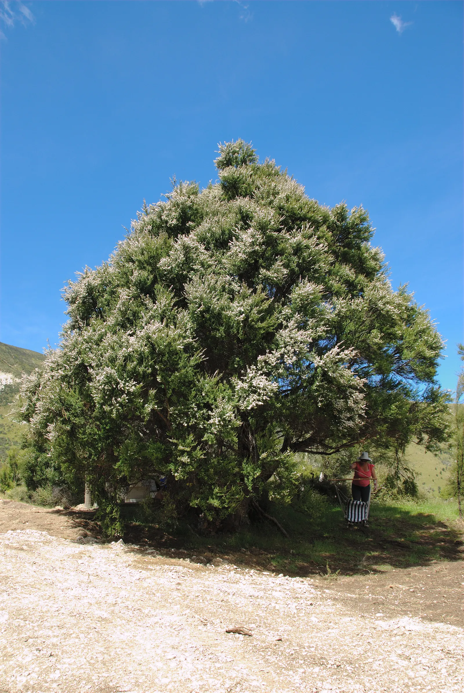 Heath Myrtle (Baeckea Virgata) — preferring full to partial sunlight