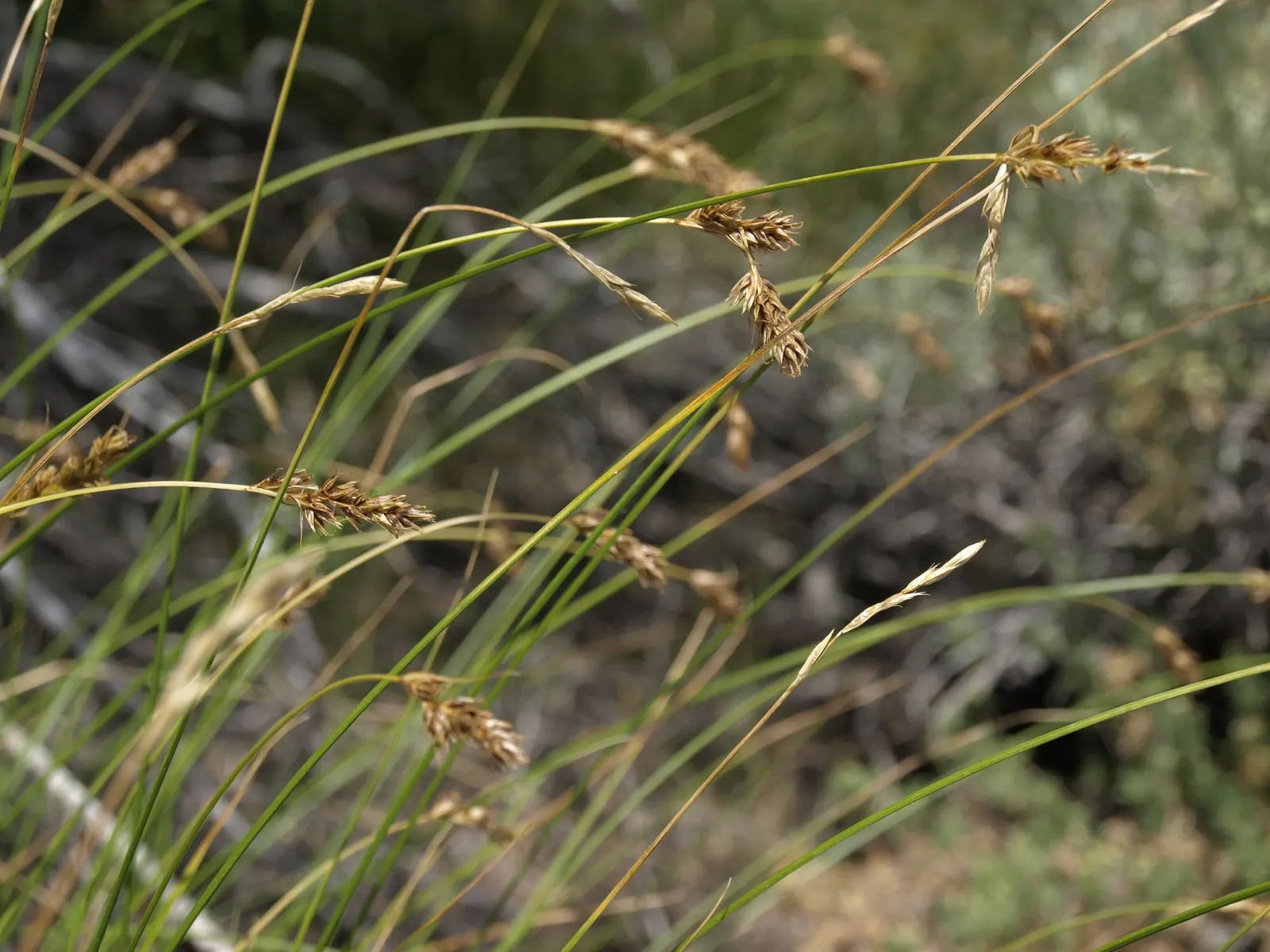 California Meadow Sedge (Carex Pansa) — dark green foliage reaching 6-12 inches tall with a spread of up to 2 feet