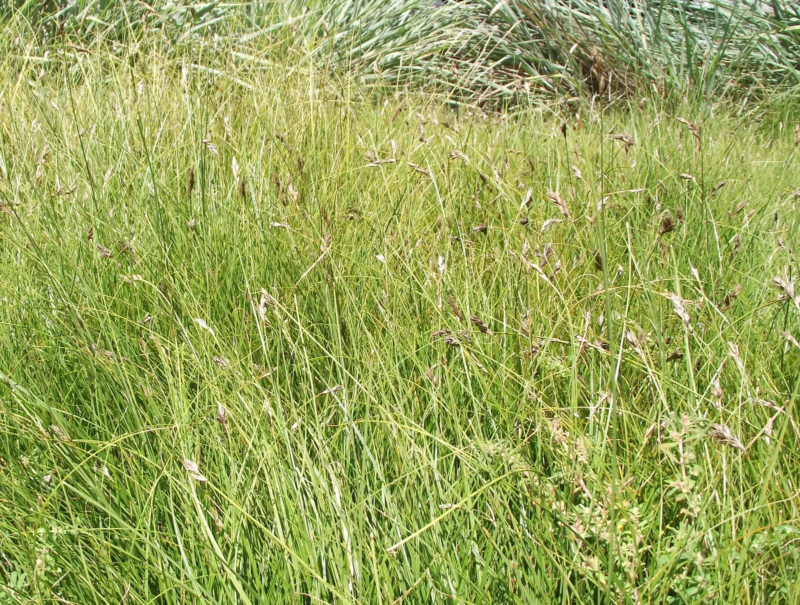 California Meadow Sedge (Carex Pansa) — Tolerant of drought and coastal conditions, it's ideal for water-wise gardens and natural meadows