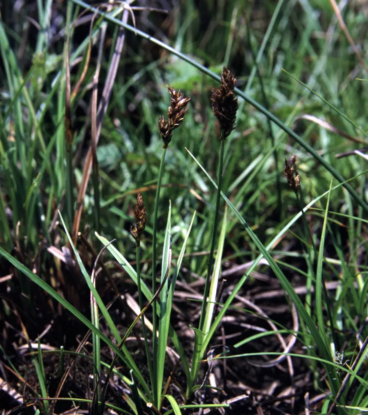 California Meadow Sedge (Carex Pansa) — low-growing mat of fine-textured