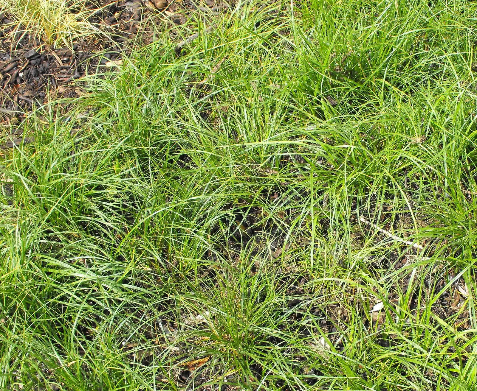 California Meadow Sedge (Carex Pansa) — Requires well-drained soil and can be mowed for a lawn-like appearance