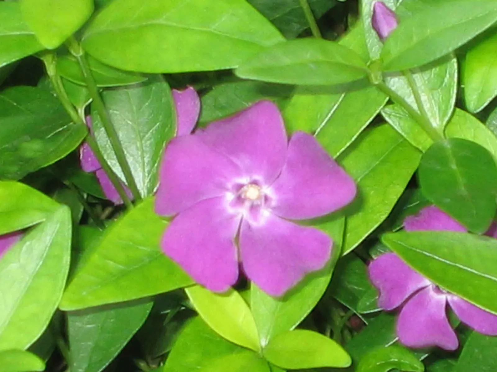 Wine Periwinkle (Vinca Minor 'Atropurpurea') — Vinca minor 'Atropurpurea,' commonly known as Wine Periwinkle