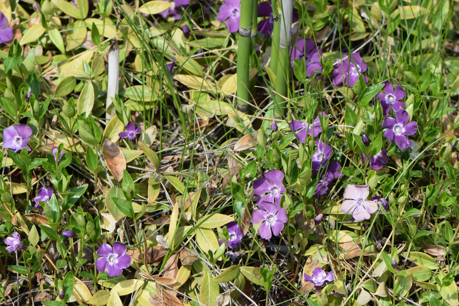 Wine Periwinkle (Vinca Minor 'Atropurpurea') — Thriving in zones 4-9, it prefers partial to full shade and well-drained soil