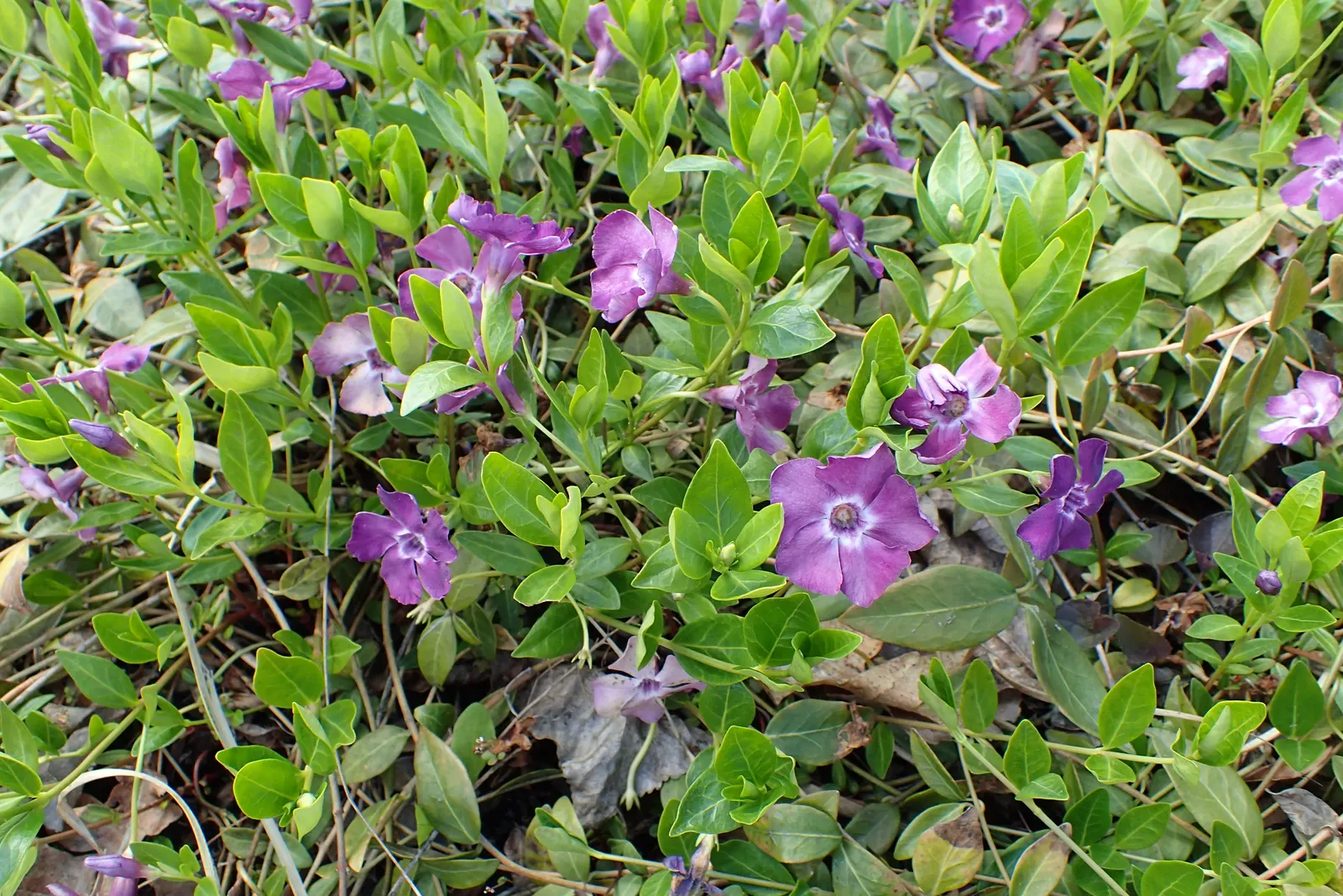 Wine Periwinkle (Vinca Minor 'Atropurpurea') — is an evergreen ground cover plant notable for its deep wine-purple flowers