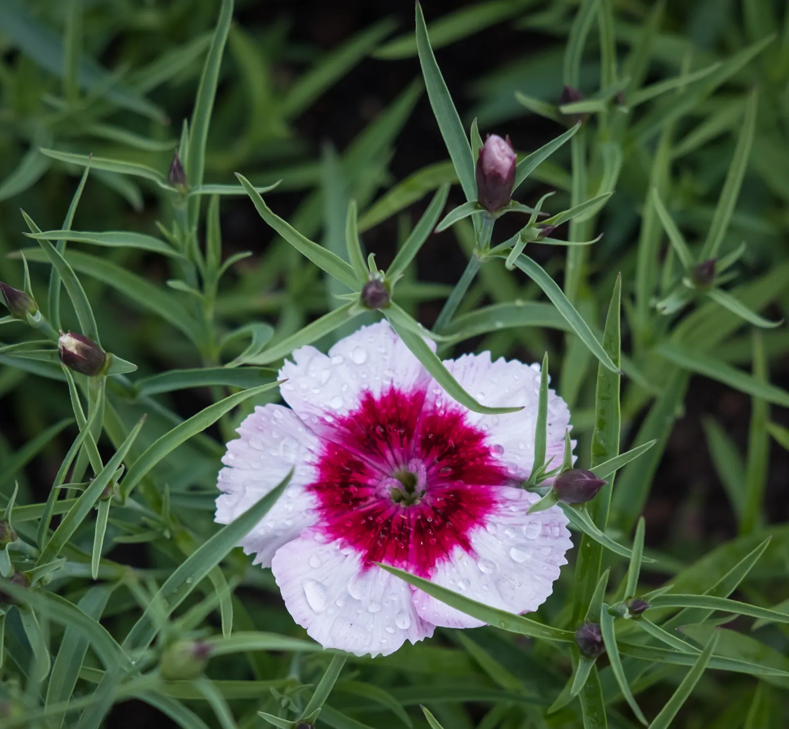 Red Heart Rose Of Sharon (Hibiscus Syr. 'Red Heart') — The 'Red Heart' Rose of Sharon (Hibiscus syr.) is a robust