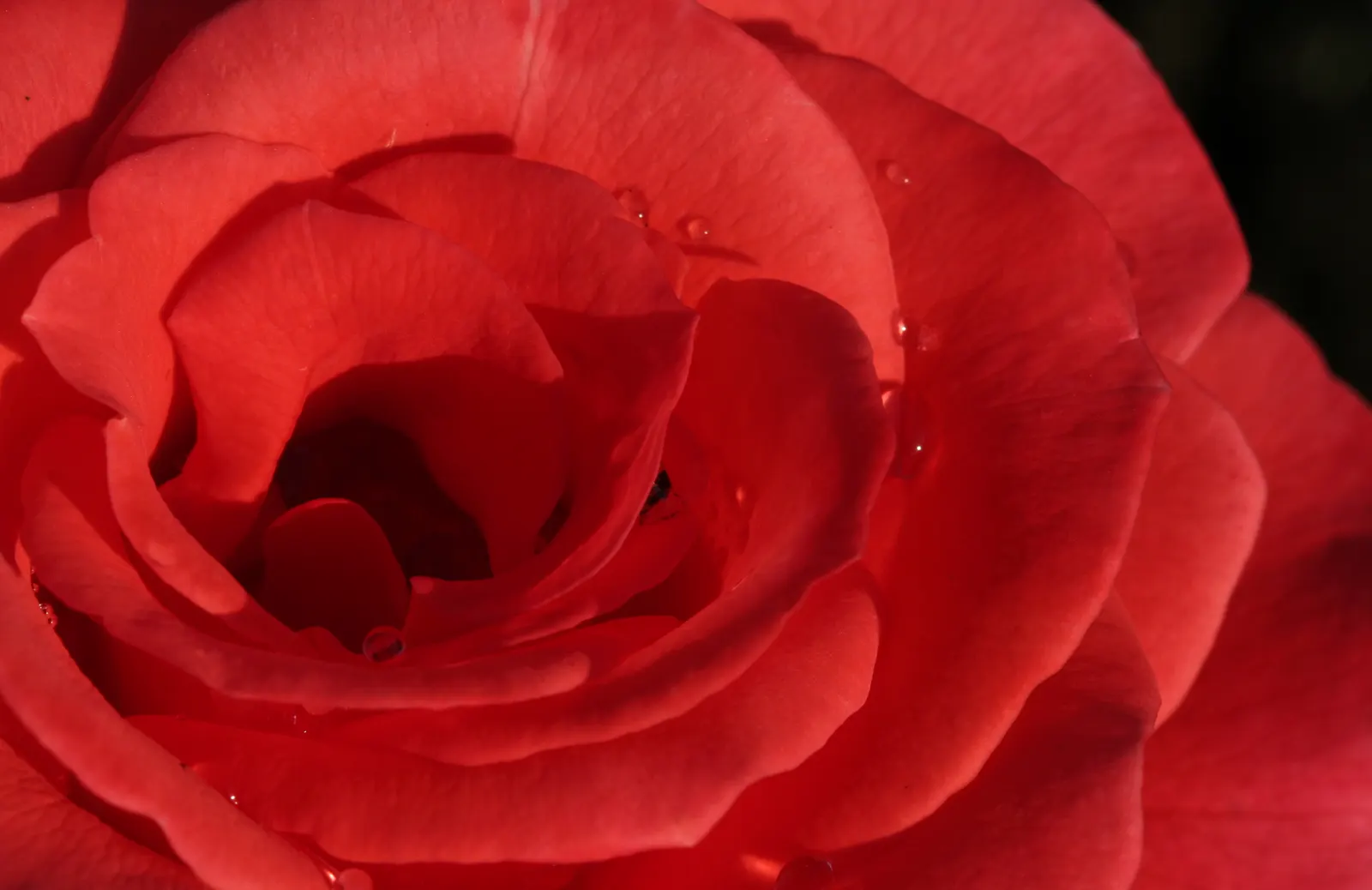 Red Heart Rose Of Sharon (Hibiscus Syr. 'Red Heart') — white petals with a striking red center from midsummer to fall