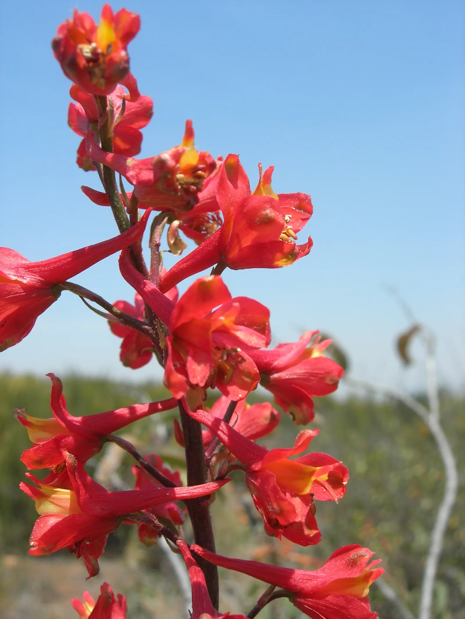 Scarlet Larkspur, Red Delphinium (Delphinium Cardinale) — A hummingbird magnet, this native of Southwest U.S