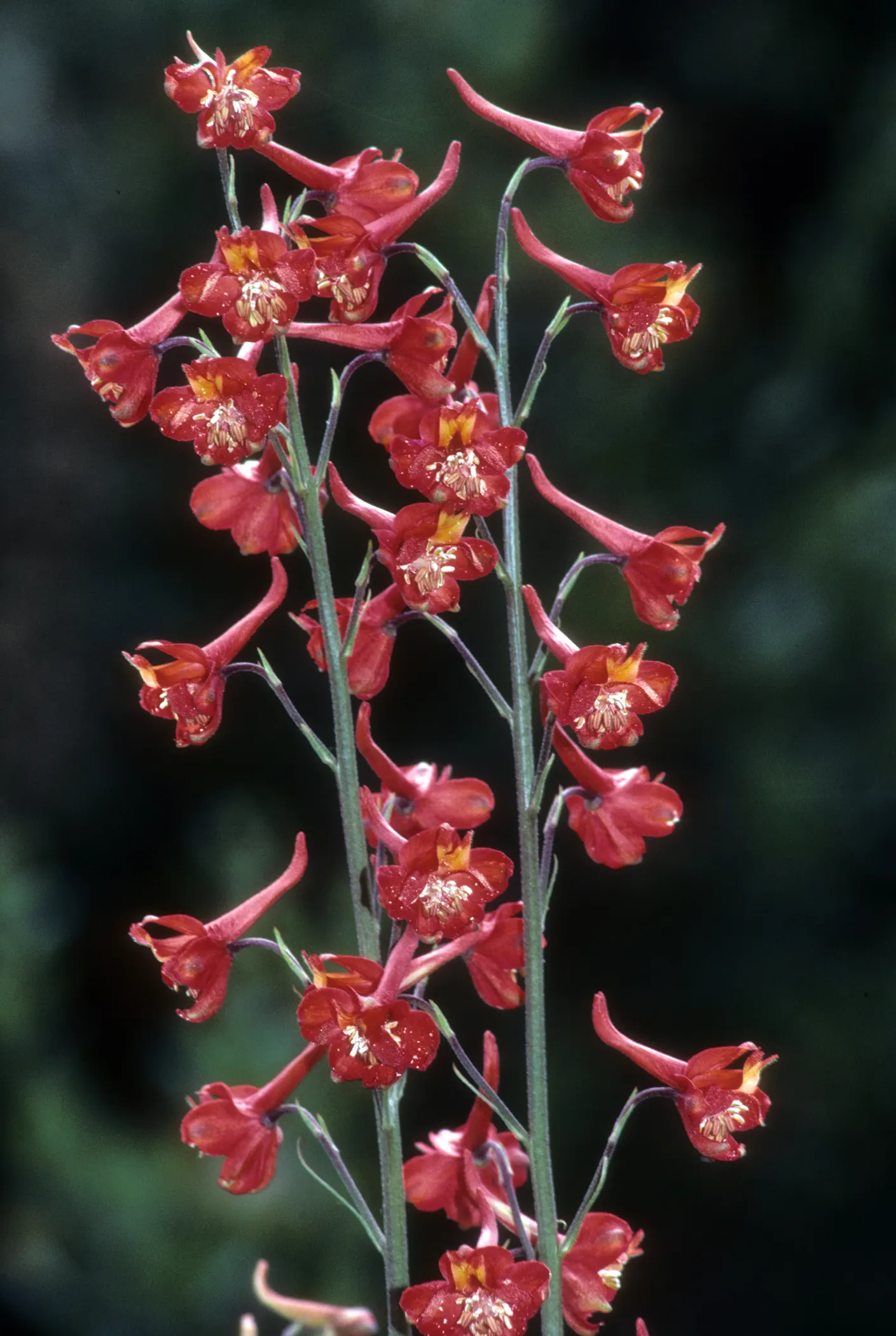 Scarlet Larkspur, Red Delphinium (Delphinium Cardinale) — Bloom season spans late spring to early summer