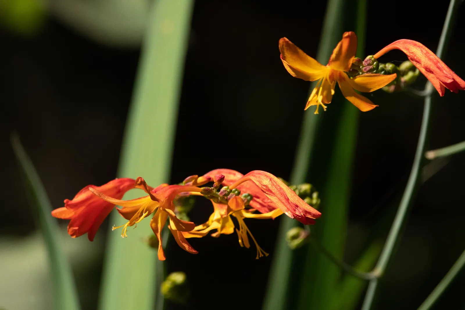 Scarlet Larkspur, Red Delphinium (Delphinium Cardinale) — renowned for its vibrant red