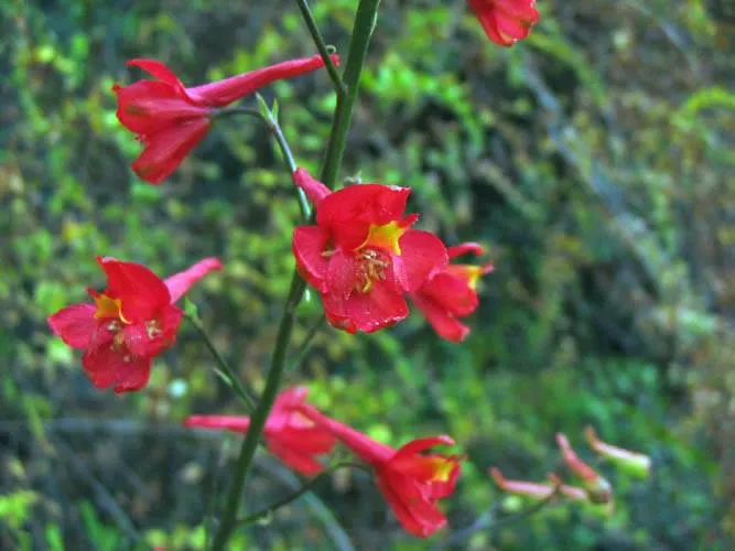 Scarlet Larkspur, Red Delphinium (Delphinium Cardinale) — It sports lush, lobed green leaves and thrives in well-drained soil with full to partial sun exposure