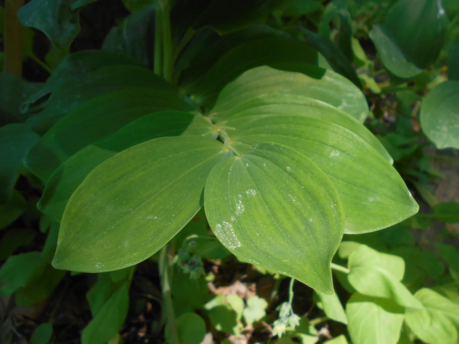Small Solomon's Seal (Polygonatum Biflorum) — native perennial ideal for naturalistic shade gardens