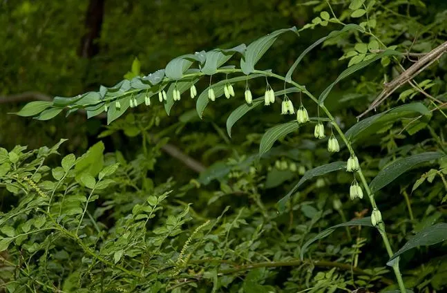 Small Solomon's Seal (Polygonatum Biflorum) — usually around April to June; and it attracts pollinators while providing dynamic