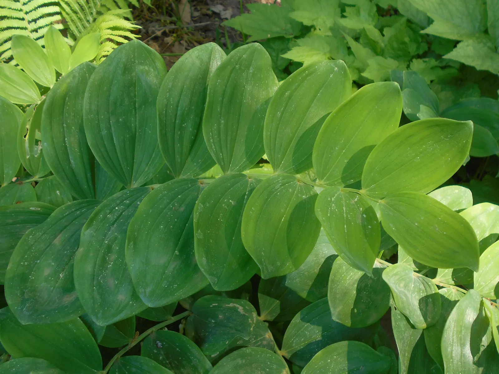 Small Solomon's Seal (Polygonatum Biflorum) — This plant is low-maintenance