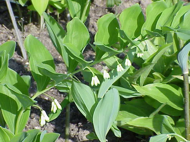 Small Solomon's Seal (Polygonatum Biflorum) — exhibiting a creamy-white color tinged with green.<br><br>After flowering; perennial native with arched stems up