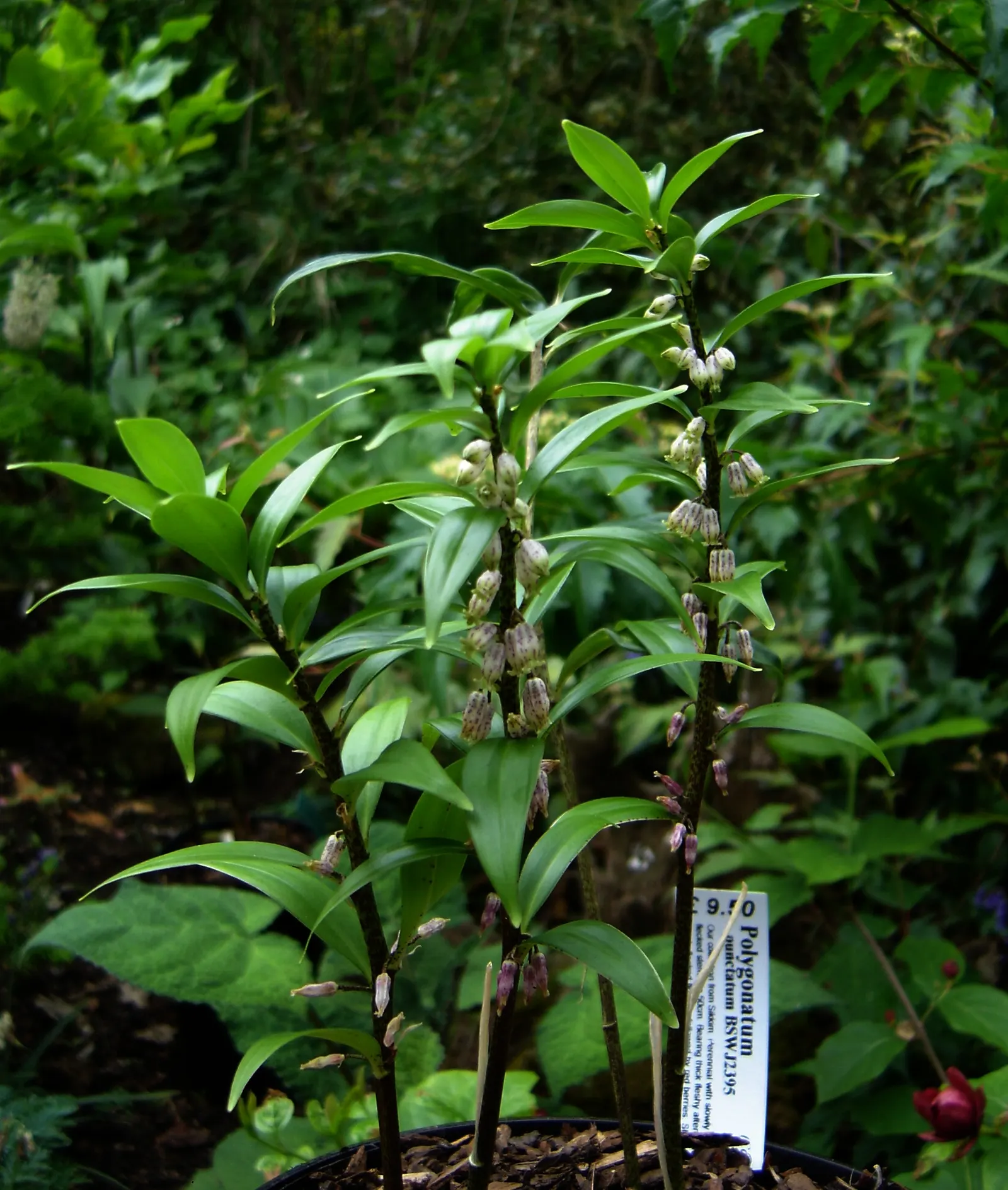Small Solomon's Seal (Polygonatum Biflorum) — and often duet (hence 'biflorum'
