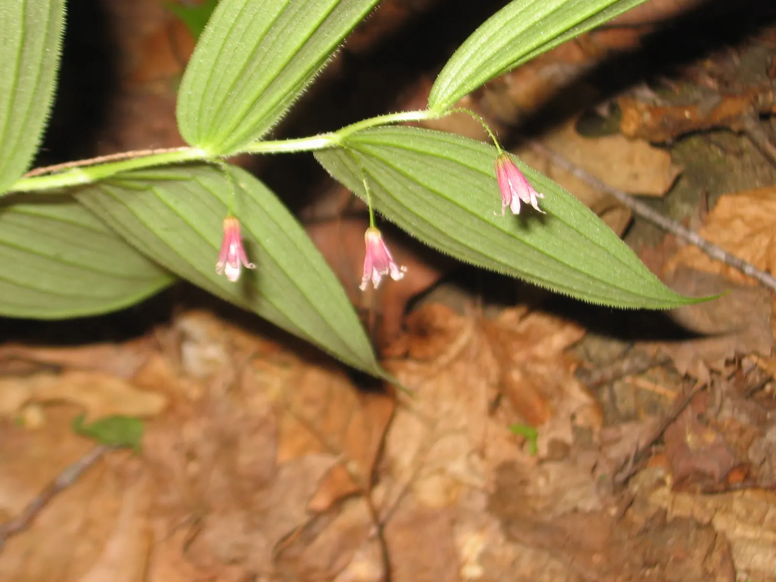 Small Solomon's Seal (Polygonatum Biflorum) — which can reach up to 18 to 24 inches in height; it is characterized by its arching stems
