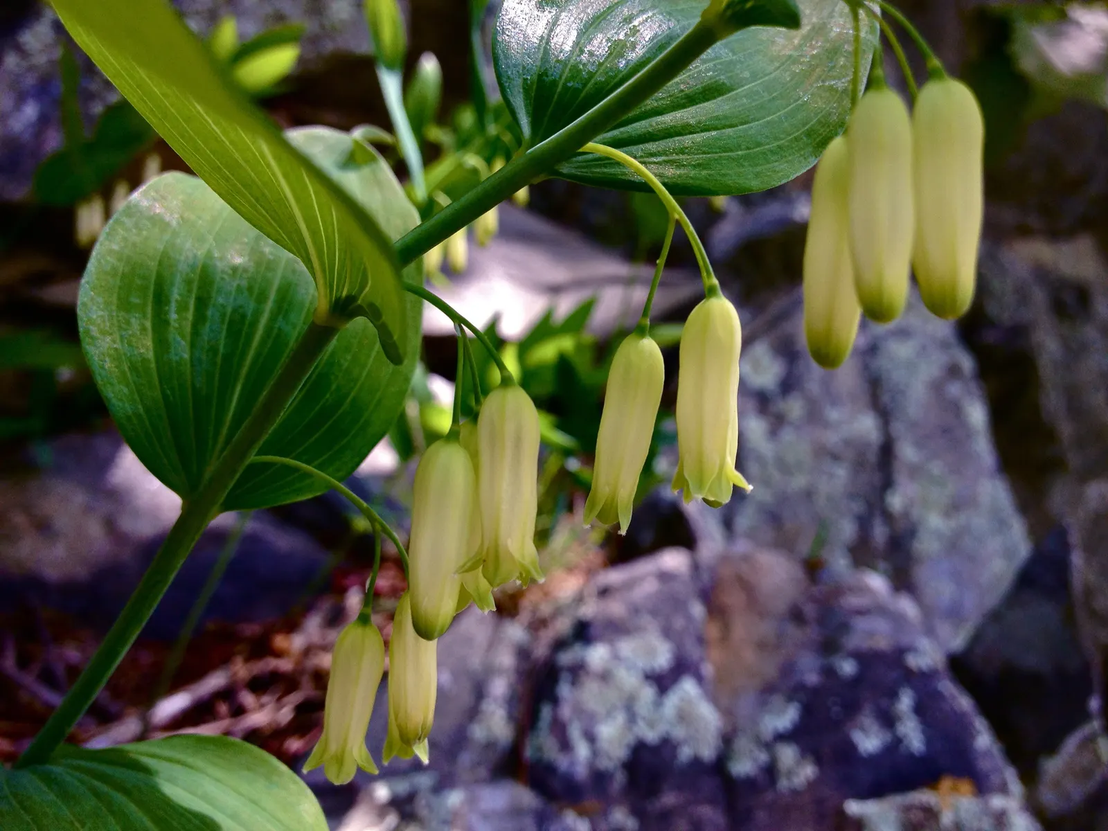 Small Solomon's Seal (Polygonatum Biflorum) — native perennial ideal for naturalistic shade gardens; its resilience also includes resistance to deer