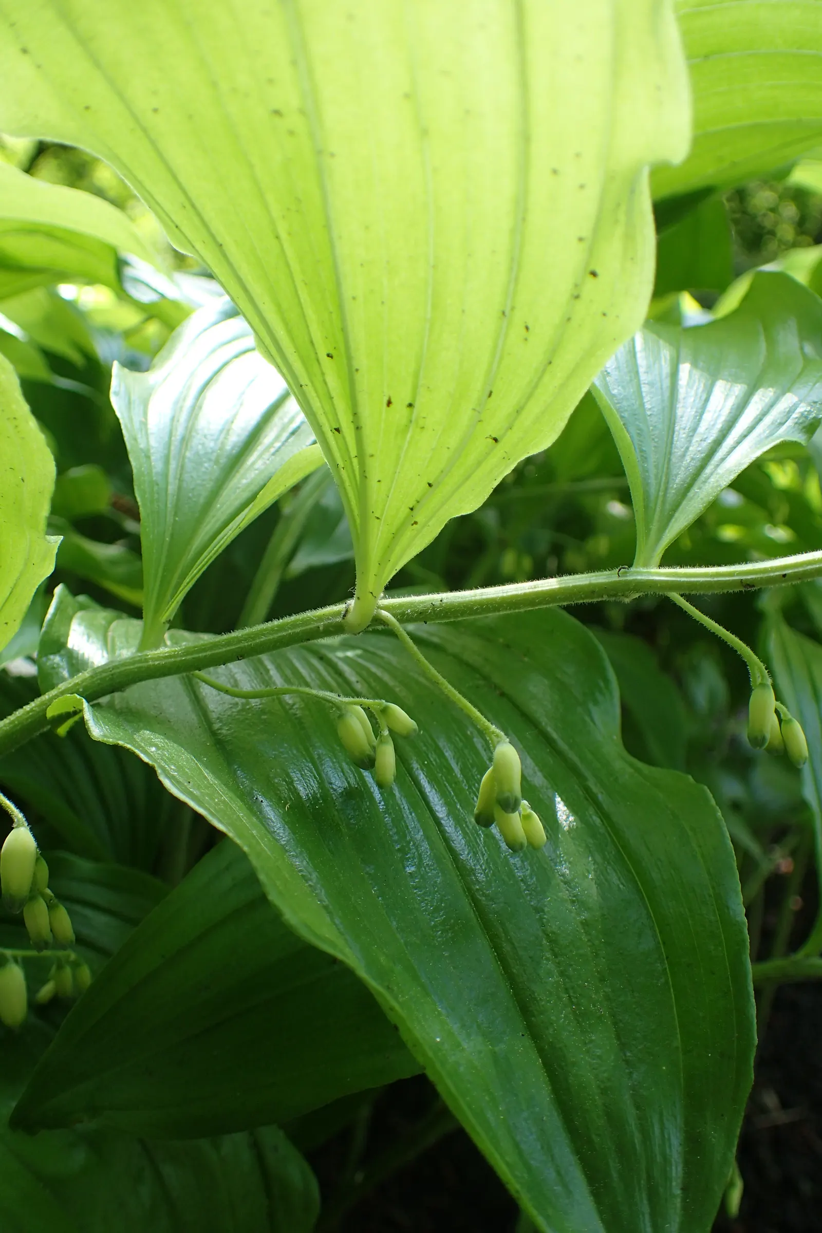 Small Solomon's Seal (Polygonatum Biflorum) — Preferring part to full shade and moist, well-drained soil, it adds a delicate touch to woodland gardens