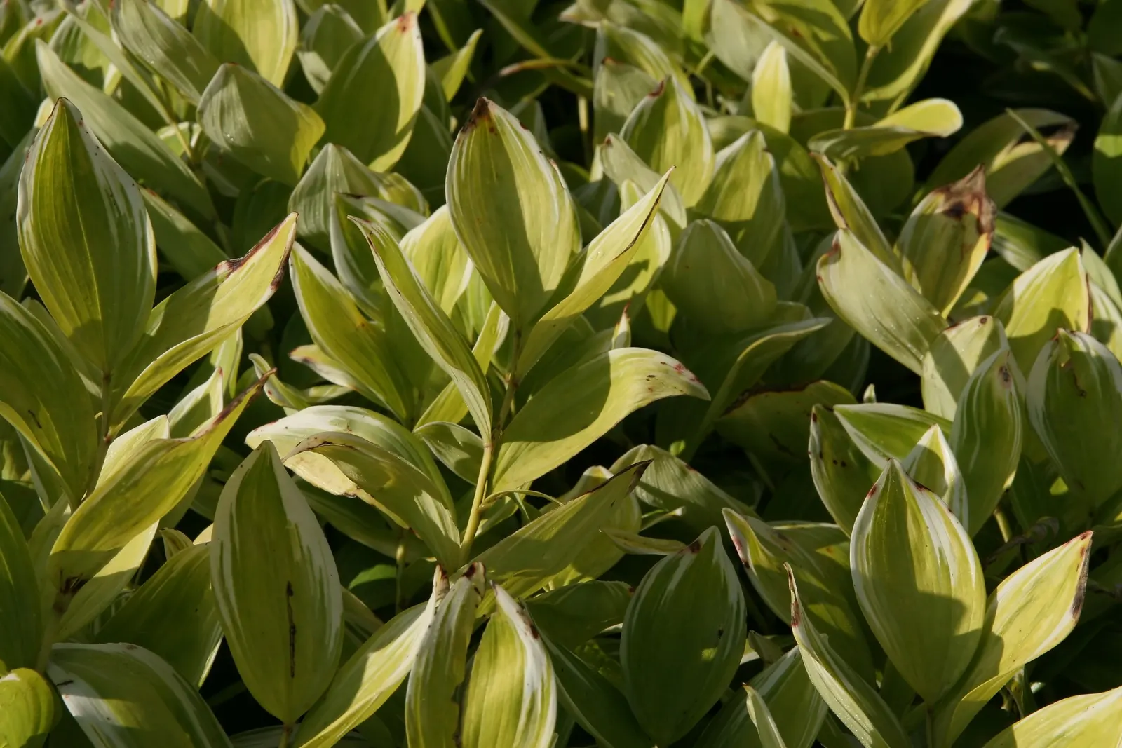Small Solomon's Seal (Polygonatum Biflorum) — which can reach up to 18 to 24 inches in height