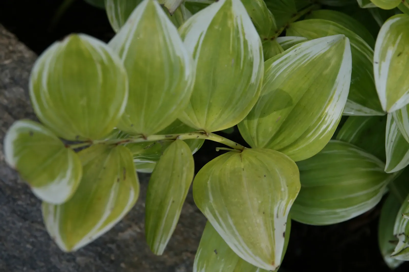 Small Solomon's Seal (Polygonatum Biflorum) — Its resilience also includes resistance to deer