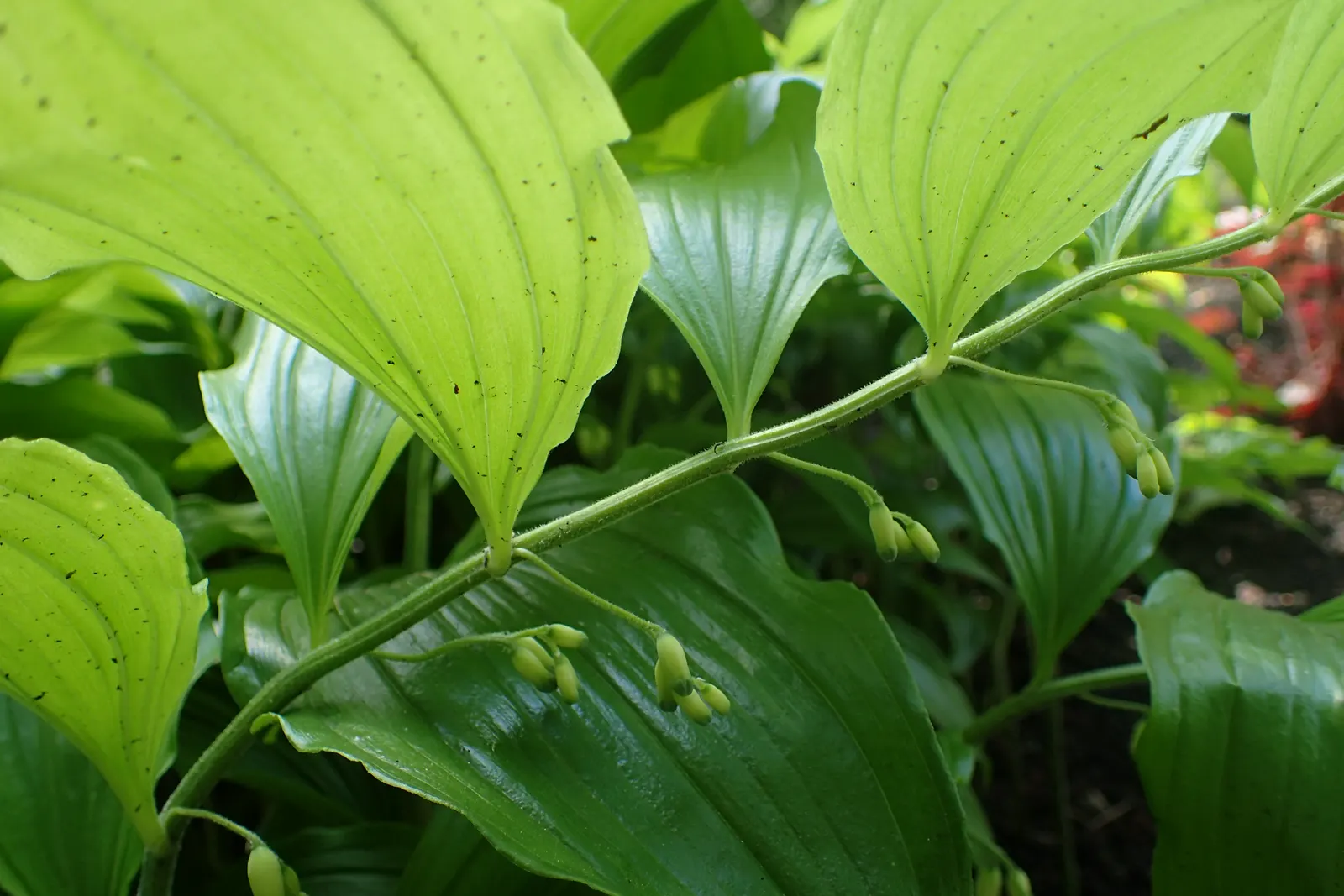 Small Solomon's Seal (Polygonatum Biflorum) — fertile soil with a preference for slightly acidic to neutral pH