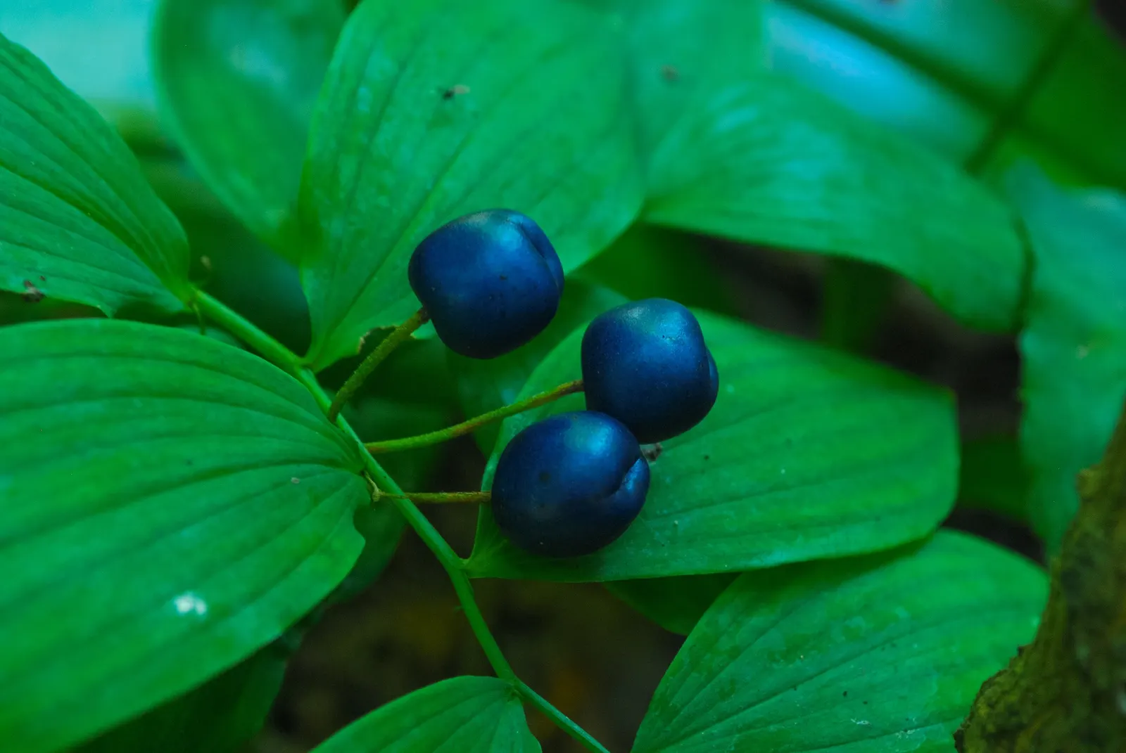 Small Solomon's Seal (Polygonatum Biflorum) — meaning 'two flowers') blooms