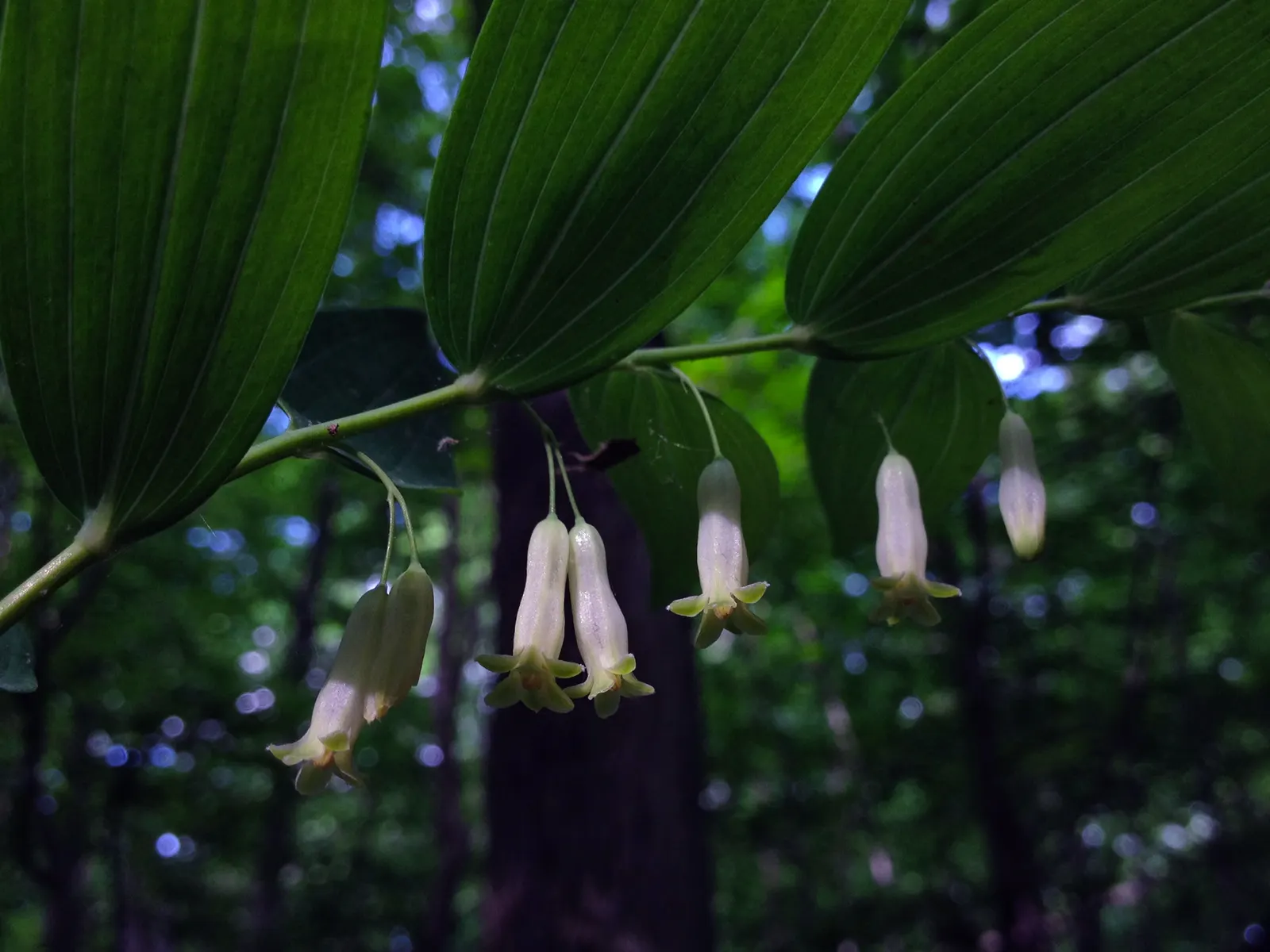 Small Solomon's Seal (Polygonatum Biflorum) — Each stem supports a row of alternating, ovate-lanceolate leaves that are 2 to 5 inches long; or shaded