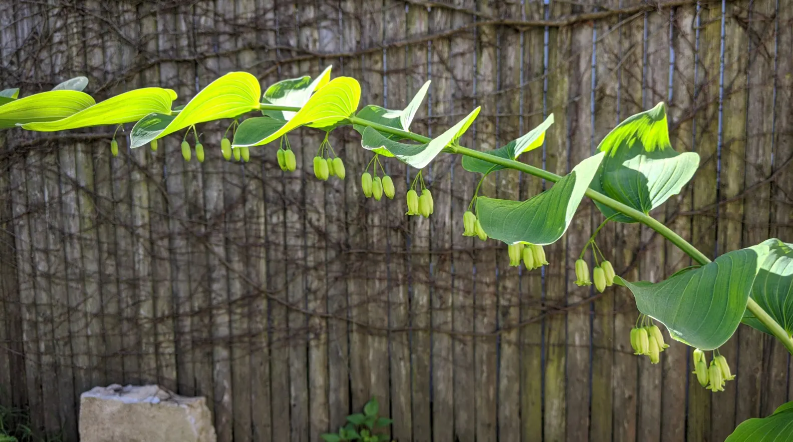 Small Solomon's Seal (Polygonatum Biflorum) — The potential spread and height make it an excellent choice for understory plantings