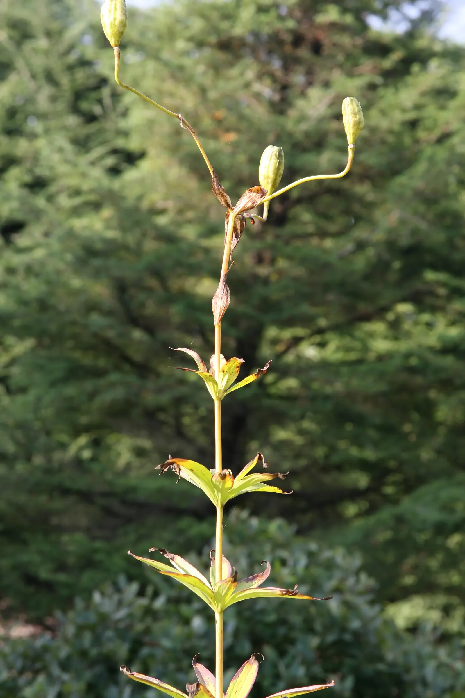 Small Solomon's Seal (Polygonatum Biflorum) — exhibiting a creamy-white color tinged with green.<br><br>After flowering