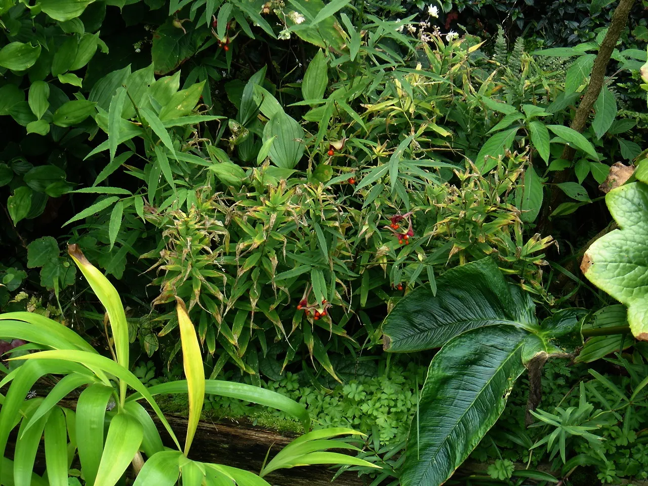 Small Solomon's Seal (Polygonatum Biflorum) — Each stem supports a row of alternating, ovate-lanceolate leaves that are 2 to 5 inches long