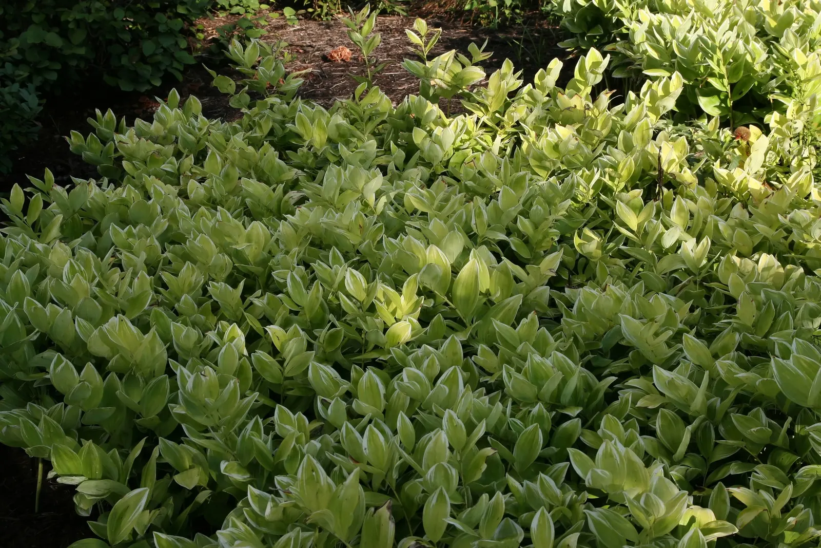 Small Solomon's Seal (Polygonatum Biflorum) — the Small Solomon's Seal is relatively low-care